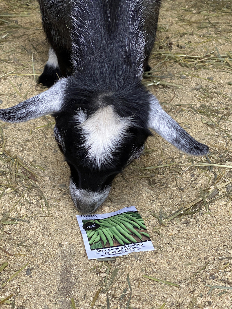 Hannah the goat likes beans. (Photo courtesy Katherine Dunn)