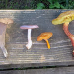 ‘Foraging for Wild Mushrooms’ Workshop at HVNC