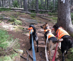 The Boothbay Region Land Trust is rolling out a new dog leashing policy this summer. following an extensive review of on-going concerns. (Photo courtesy Boothbay Region Land Trust)