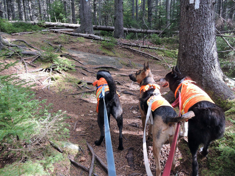 The Boothbay Region Land Trust is rolling out a new dog leashing policy this summer. following an extensive review of on-going concerns. (Photo courtesy Boothbay Region Land Trust)