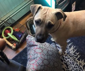 Henry and his toy basket. (Photo courtesy Linda Porter)