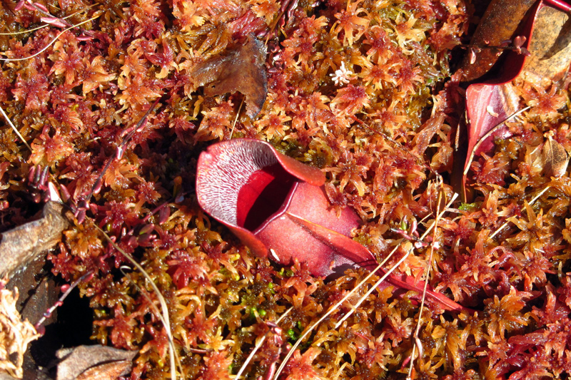 Bog Walk at HVNC June 25 - The Lincoln County News