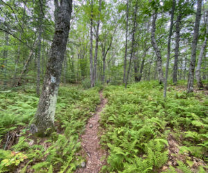 The five-mile River~Link Trail includes a wonderful variety of forest types and interesting features. (Photo courtesy Coastal Rivers Conservation Trust)