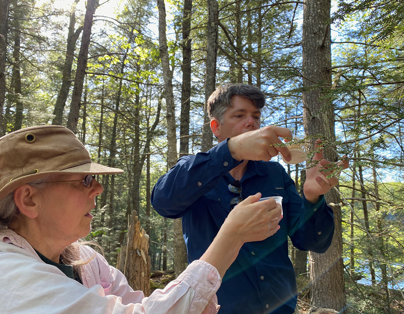 State entomologist Colleen Teerling and Coastal Rivers Executive Director Steven Hufnagel release predatory beetles onto a hemlock infested with the hemlock woolly adelgid insect near Half Moon Pond in Bristol. (Photo courtesy Coastal Rivers Conservation Trust)