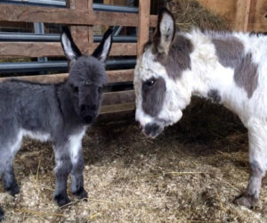 Registration for Summer Farm Camp at the Morris Farm is now open. Camp starts Tuesday, July 5 and continues with eight weekly sessions. (Photo courtesy Morris Farm)