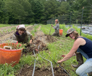 Cabbage, onions, celery, eggplants, and tomatoes are currently in the ground, but cucumbers, squash, melon, potatoes, and peppers still need to be planted at Veggies to Table in Newcastle. (Photo courtesy Veggies to Table)