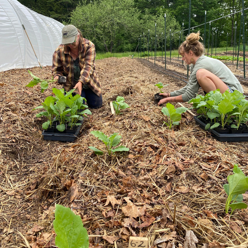 Volunteer opportunities abound at Veggies to Table as the Newcastle non-profit hopes to grow and donate even more than the 16,000 pounds of organic produce it was able to grow and give away last season. (Photo courtesy Veggies to Table)