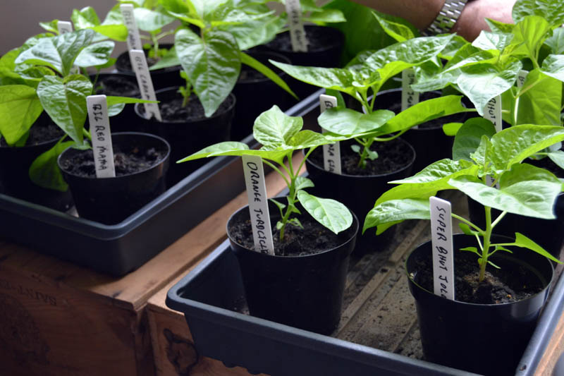 Some of the hot pepper seedlings growing in Dick Chase's Damariscotta home. The peppers will be used in Damariscotta Damnation, the hottest of Chase's Maine Gravy hot sauces. (Maia Zewert photo)