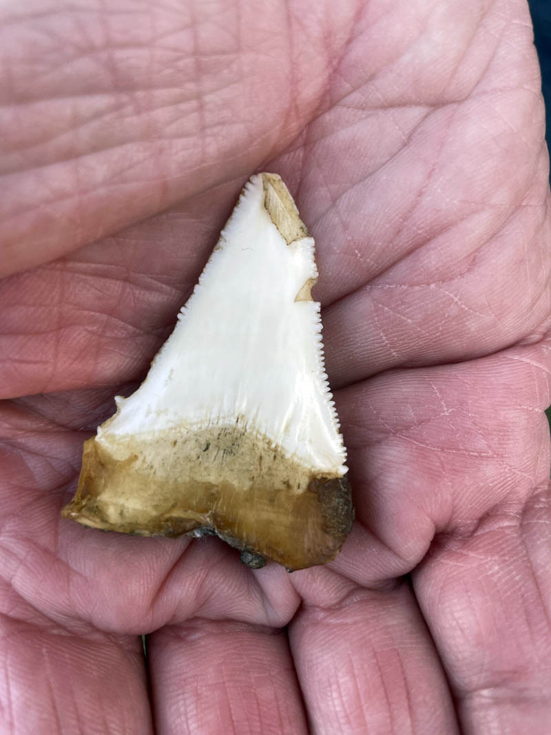 Brian Sawyer still has a tooth taken from the great white shark caught off New Harbor in 1961. The shark's teeth measured 1 1/2 inches. "You don't forget a sight like that," Sawyer said. (Sherwood Olin photo)