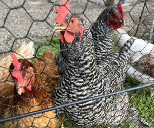 Backyard chickens in Newcastle. (Photo courtesy Healthy Lincoln County)