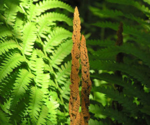 Cinnamon fern. (Photo courtesy Midcoast Conservancy)