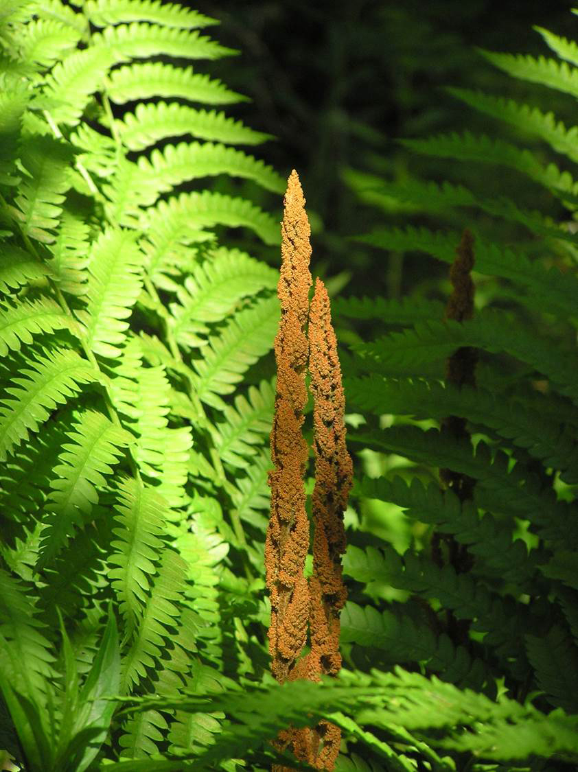 Cinnamon fern. (Photo courtesy Midcoast Conservancy)