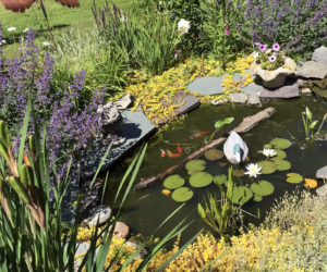 A small pond designed by Candace "Canny" Cahn for her yard. (Photo courtesy Emily Adler)