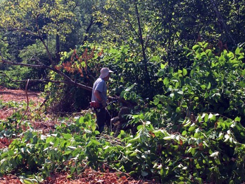 Taking on Knotweed at Trout Brook Preserve. (Photo courtesy Isobel Curtis)
