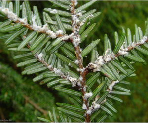 To check for hemlock woolly adelgid, look for white woolly masses at the base of needles on the underside of hemlock branches. (Photo courtesy Midcoast Conservancy)