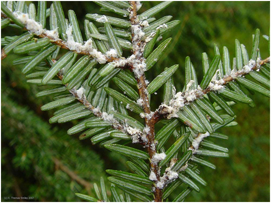 To check for hemlock woolly adelgid, look for white woolly masses at the base of needles on the underside of hemlock branches. (Photo courtesy Midcoast Conservancy)