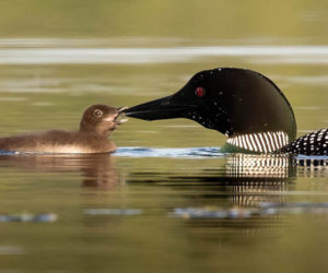Readers selected Mark Allen as the winner of the July #LCNme365 photo contest with his picture of a baby loon receiving a snack. Allen, of Nobleboro, will receive a $50 gift certificate to Riverside Butcher Co., of Damariscotta, the sponsor of the July contest.