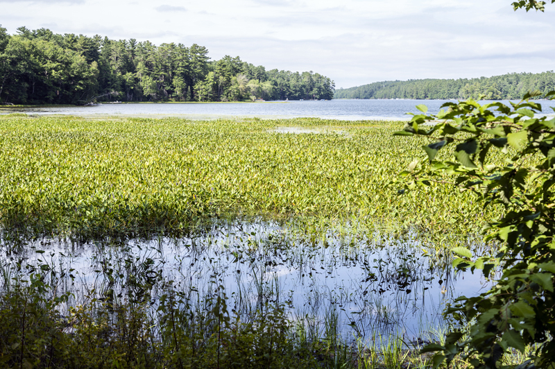 Test results on water samples from the southern end of Damariscotta Lake Tuesday, Aug. 9, indicated no detectable levels of cyanobacteria. Midcoast Conservancy personnel will continue to collect water samples for testing. (Bisi Cameron Yee photo)