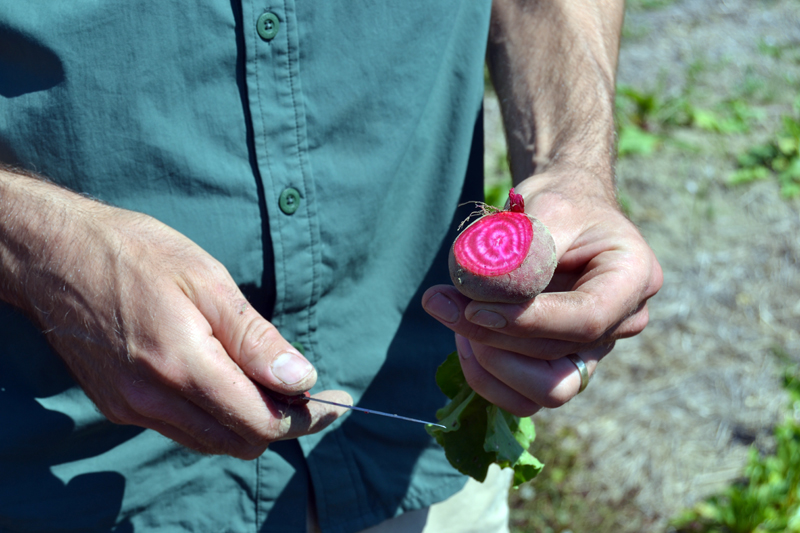 Wanderwood co-owner Matt Silverman shows the color of a chioggia beet during a farm tour on Thursday, Aug. 4. The farm at the sustainable stays and events business has been certified organic since 2020. (Maia Zewert photo)