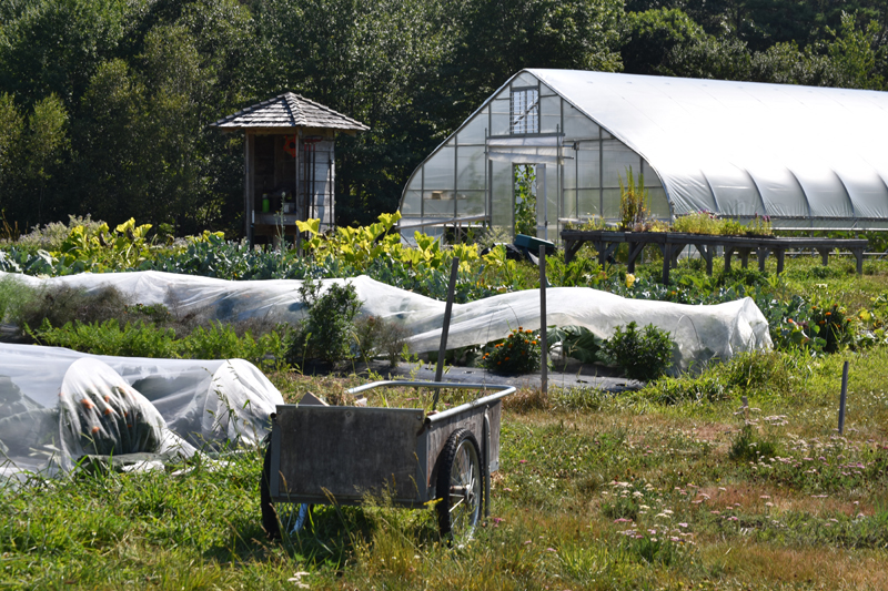 Some of the produce beds at Wanderwood. The organic farm has a little under an acre in production, co-owner Matt Silverman said. (Isabelle Porter photo)