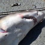 Fisherman Pulls a Shark from the Sheepscot River