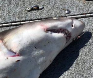 A client of Newcastle charter boat captain Dean Krah pulled a sand tiger shark from the Sheepscot River on Thursday, Aug. 25. The men photographed the shark and let it go. (Photo courtesy Dean Krah)