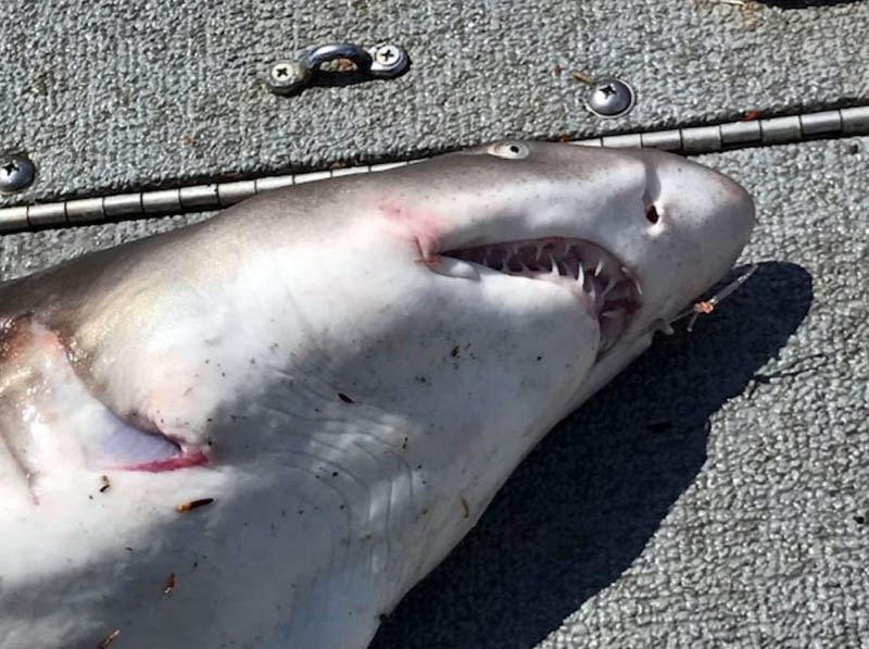 A client of Newcastle charter boat captain Dean Krah pulled a sand tiger shark from the Sheepscot River on Thursday, Aug. 25. The men photographed the shark and let it go. (Photo courtesy Dean Krah)