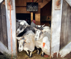 The Goose and Dorphy among friends. (Photo courtesy Katherine Dunn)