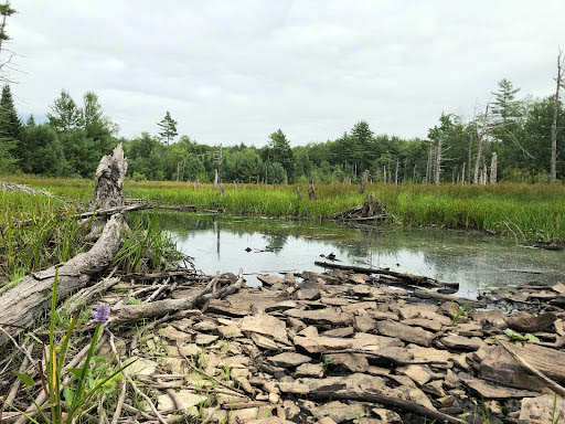 A beautiful wetland discovered while property monitoring in Somerville. (Photo courtesy Midcoast Conservancy)
