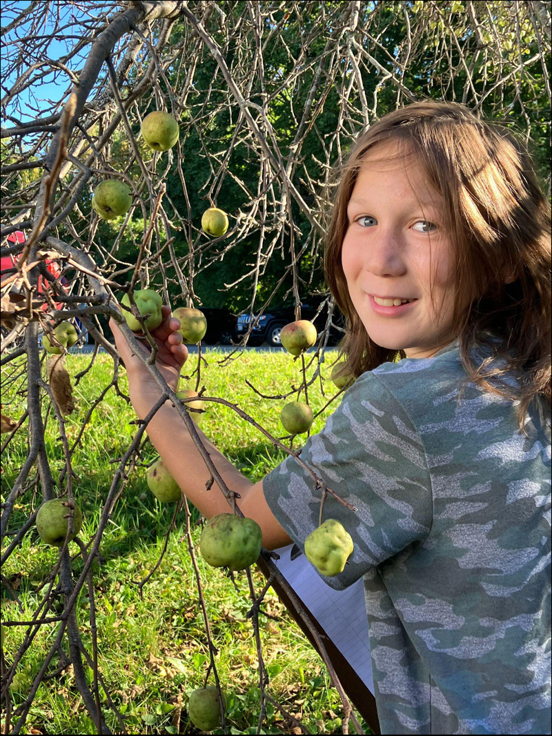 Apple Harvest Creates a Delicious Learning Opportunity The Lincoln