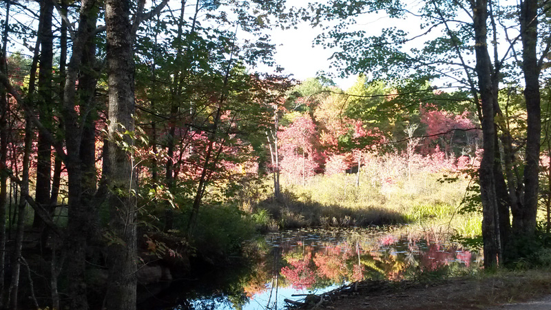 A marsh, in autumn, at the Hidden Valley Nature Center in Jefferson. (Courtesy photo)