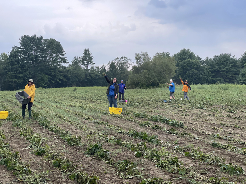 The Lincoln County Gleaners recently collected 112 pounds of green beans from a donating Waldoboro farm. (Photo courtesy Healthy Lincoln County)