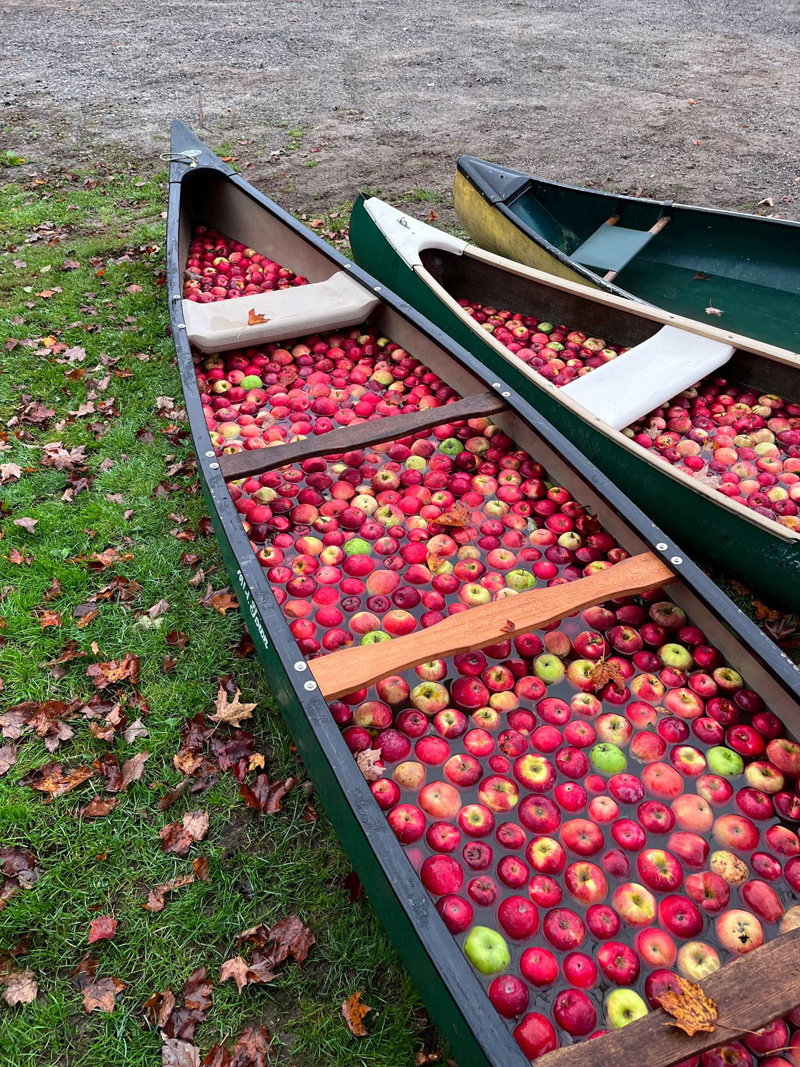 There will be apples for the pressing during the Carpenters Boat Shop Cider Press Day Saturday, Oct. 8, from 9 a.m. to 2 p.m. (Photo courtesy The Carpenter's Boat Shop)