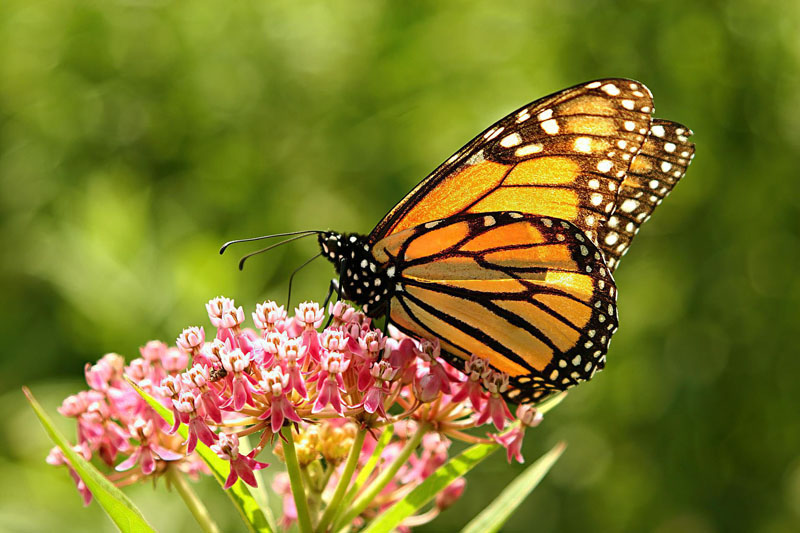 One of the most easily recognized butterflies in Maine, the Monarch Butterfly has been added to the International Union for the Conservation of Natures endangered species list. (Photo courtesy Pixaby)