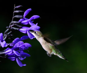 Robin Macgregor Nolan's photo of a hummingbird feasting on salvia received the most votes to win the September #LCNme365 photo contest. Nolan, of Waldoboro, will receive a $50 gift certificate to Jefferson Market & General Store, of Jefferson, courtesy of Farrin Properties, the sponsor of the September contest.