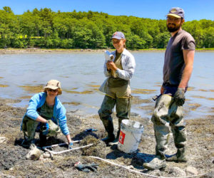 Student researchers, including Audrey Hufnagel (center), of Damariscotta, and Jakob ONeal (right), of Bath, studied shellfish ecology at the University of Maine Darling Marine Center. The experience culminated in a presentation at the SEA Fellows Symposium last month. (Photo courtesy Sarah Risley)