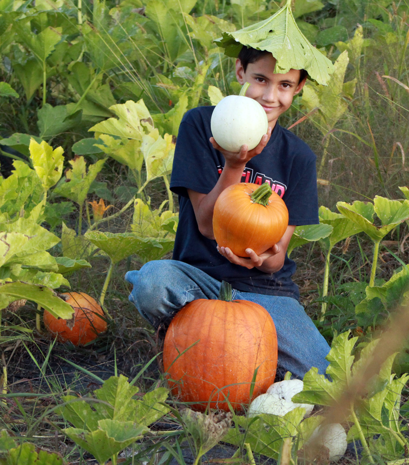Keiran Roopchand searches for the perfect pumpkin at Pumpkin Vine Family Farm in Somerville. Celebrate the harvest at the farm Sunday, Oct. 16.  (Photo courtesy Kelly Payson-Roopchand)