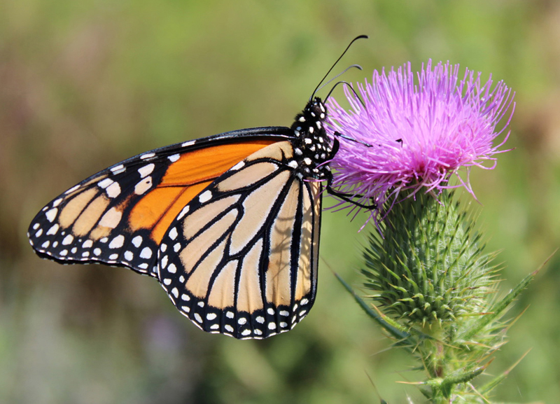 Photograph by Lee Emmons. Emmons will present a selection of his nature photography at the Rutherford Library in South Bristol on Friday, Nov. 4, at 6:30 p.m. (Photo courtesy Rutherford Library)