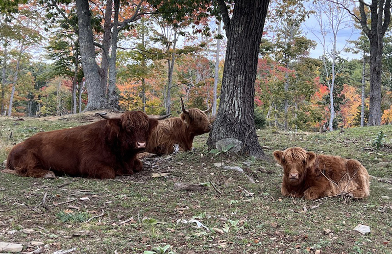 Meet and mingle with sheep and Scottish Highland Cattle during the first annual Pemaquid Fall Festival, Saturday, Oct. 22, at the Byre Farm, 25 Rock School House Road, Bristol. (Photo courtesy Helen Costello)