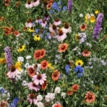 Conservation District Announces Wildflower Seed Fundraiser