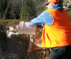 Nate Hanna releases brook trout into Ross Pond. (Photo courtesy Samoset Fish and Game Club)