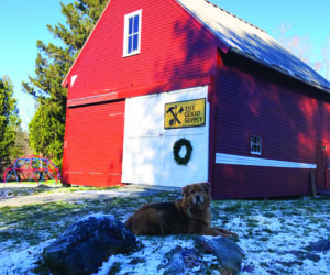 The Good Supply's mascot poses in front of the barn in Pemaquid. (Photo courtesy The Good Supply)