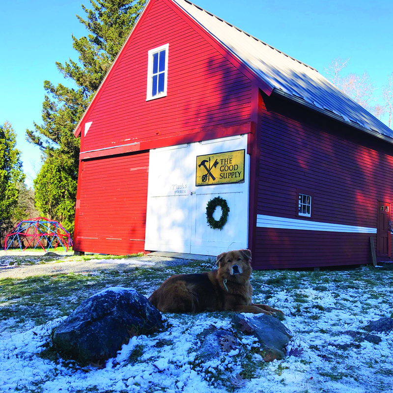 The Good Supply's mascot poses in front of the barn in Pemaquid. (Photo courtesy The Good Supply)
