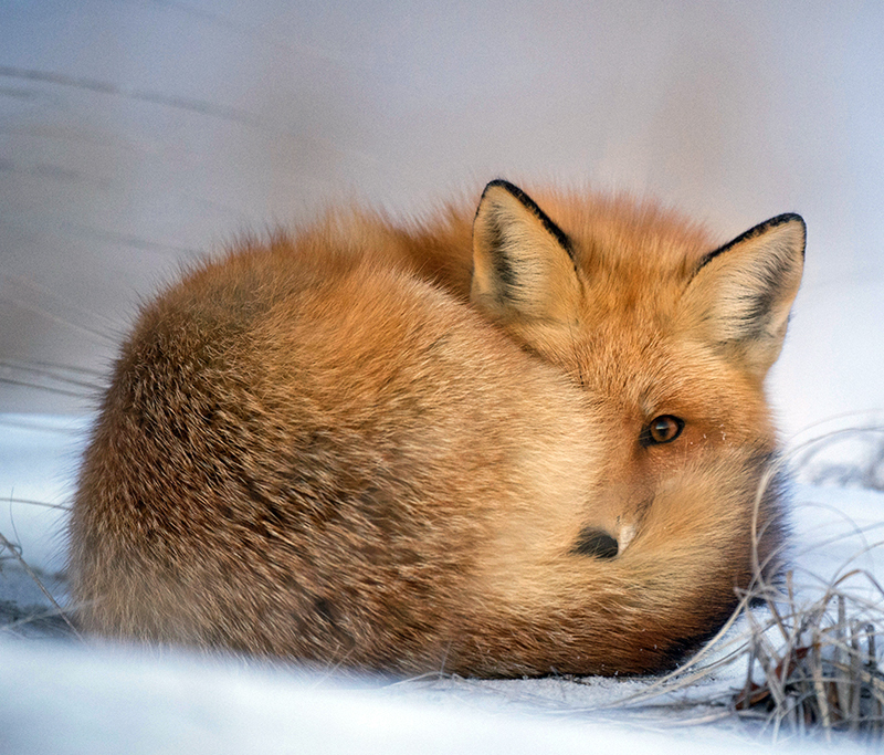 Coastal Rivers family program on Thursday, Dec. 1 will focus on mammals found in midcoast Maine like the red fox. (Photo courtesy Coastal Rivers Conservation Trust)