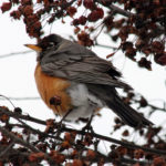 Three Bird Counts Planned in mid-December