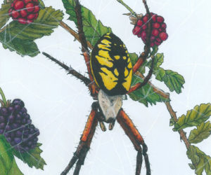 "Yellow Garden Spider," by Cheryl Young