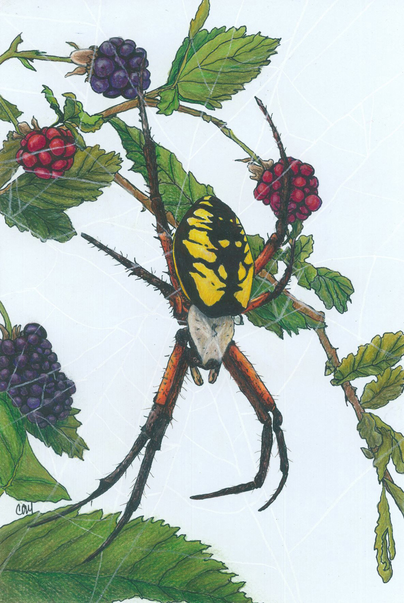 "Yellow Garden Spider," by Cheryl Young