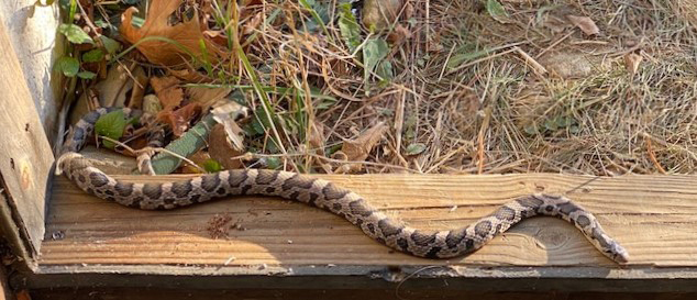 A milk snake warms itself in the sun, on a cellar doorstep. (Photo courtesy Joanie Dean)