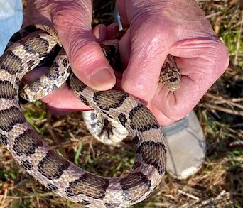 This milk snake tried to escape by backing through my hand. (Photo courtesy Joanie Dean)