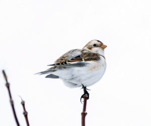 Naturalist Sarah Gladu hopes to spot winter visitors such as this snow bunting on a guided hike at Keyes Woods Preserve in Bristol on January 7. (Photo courtesy Lorie Shaull)